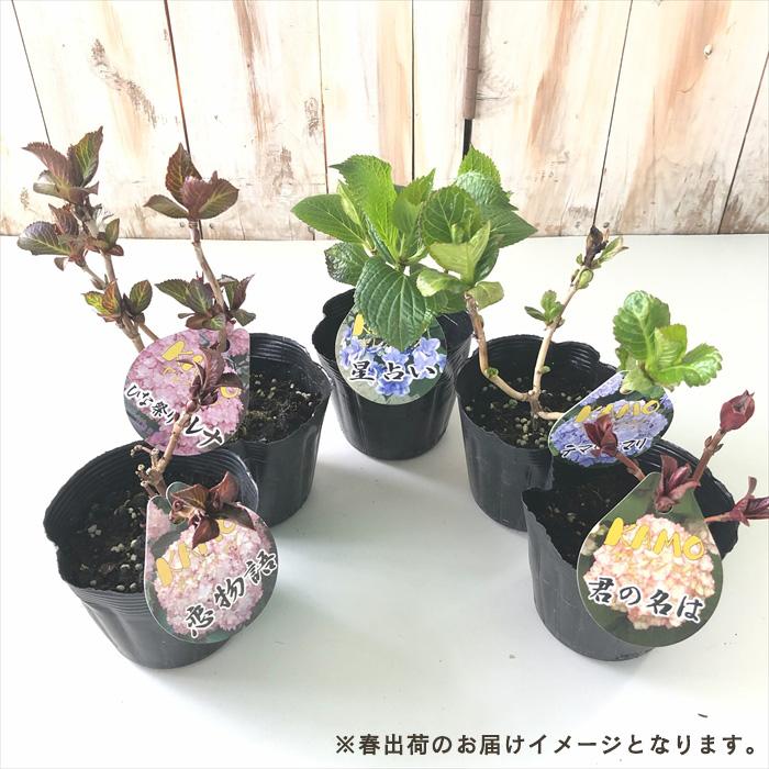 予約販売 アジサイ 水凪鳥 10.5cmポット みずなぎどり 加茂 KAMO