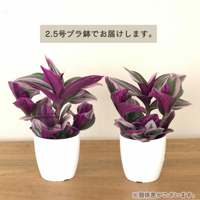 日本花キ流通 観葉植物 トラディスカンチア ナヌーク 2.5号 小型