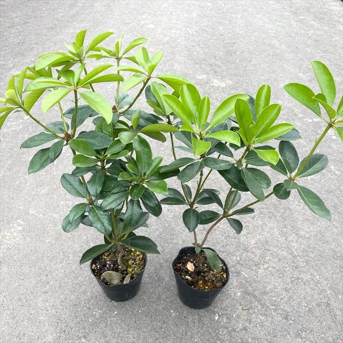 日本花キ流通 マレーシアシャクナゲ ビレア シンブサンセット 5号鉢