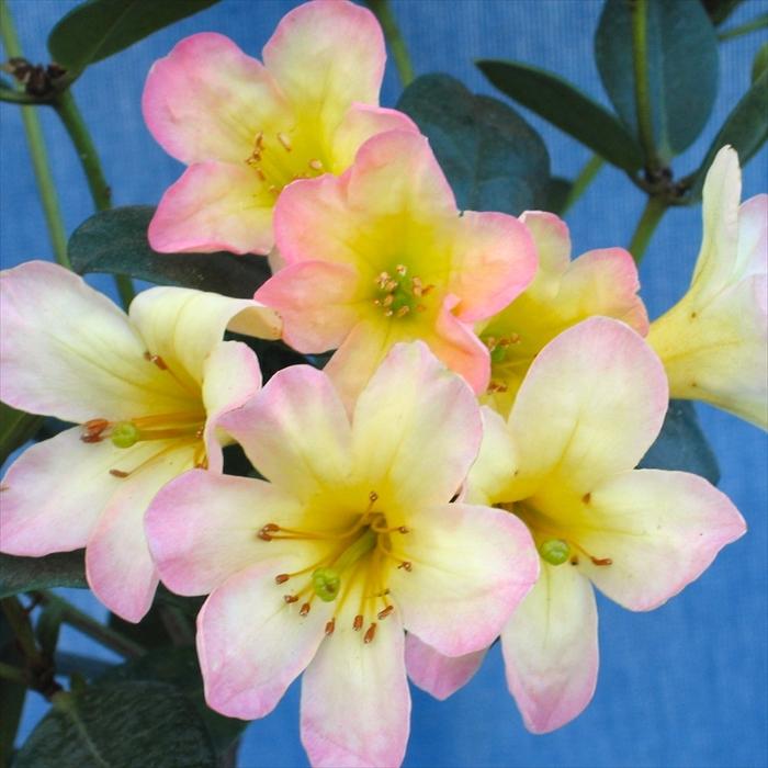 日本花キ流通 予約販売 マレーシアシャクナゲ ビレア スイート