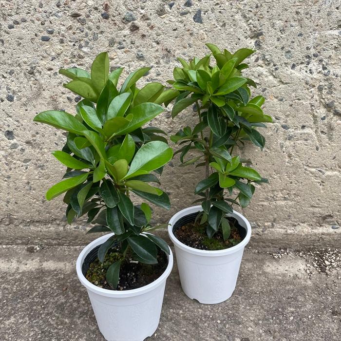 日本花キ流通 マレーシアシャクナゲ ビレア スイートウエンディ 5号鉢