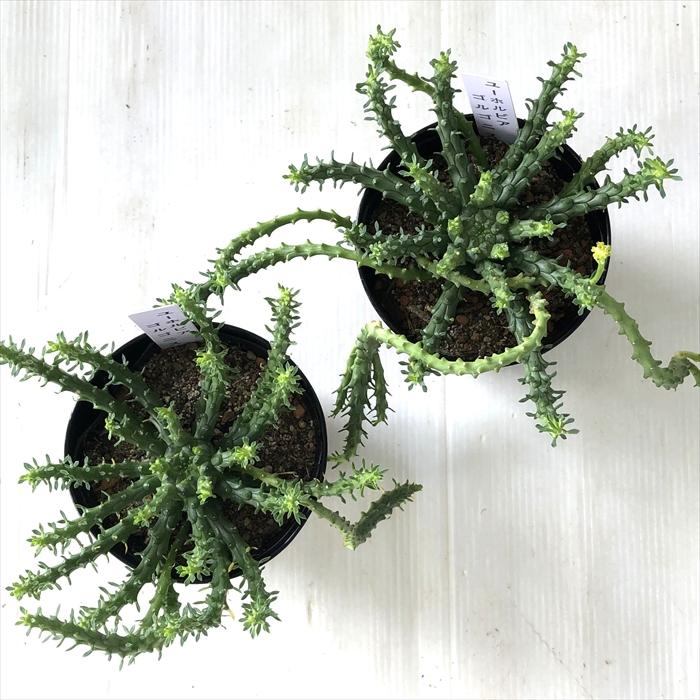 日本花キ流通 多肉植物 caユーフォルビア ゴルゴニス 実生 多肉植物