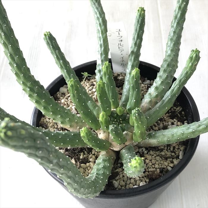 日本花キ流通 多肉植物 caユーフォルビア イネルミス 九頭竜