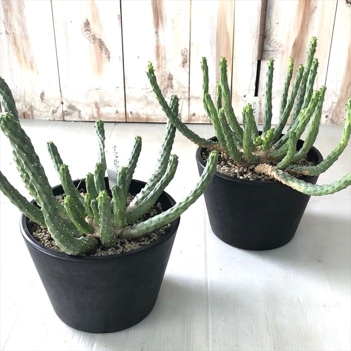 ユーフォルビア　イネルミス　白花先端咲き 日本花キ流通 多肉植物 caユーフォルビア イネルミス 九頭竜 おもしろ