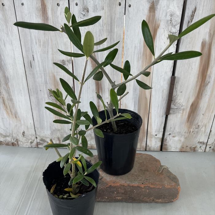 ●６品種セット★●オリーブの木●シンボルツリー　オリーブの苗　希少 オリーブ苗木 6鉢セット オリーブの木 シンボルツリー 希少品種