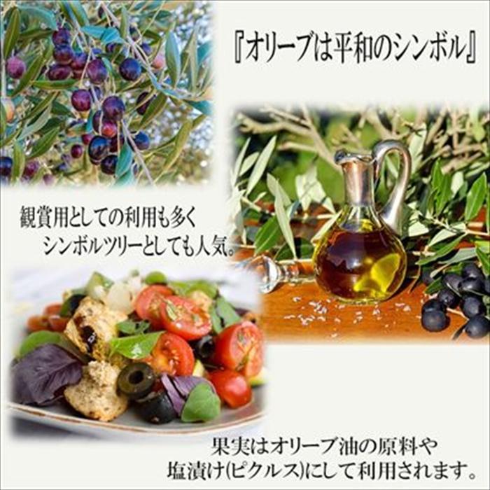 日本花キ流通 予約販売 オリーブ 苗 パラゴン 10.5cmポット 観葉植物