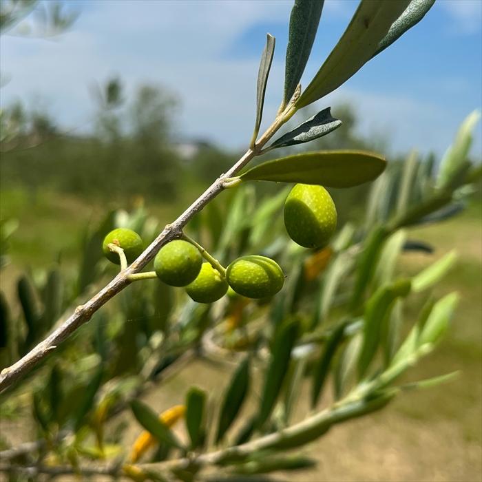 日本花キ流通 予約販売 オリーブ 苗 パラゴン 10.5cmポット 観葉植物