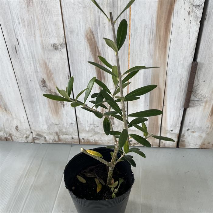 日本花キ流通 オリーブ 苗 モライオロ 10.5cmポット 観葉植物 オリーブ