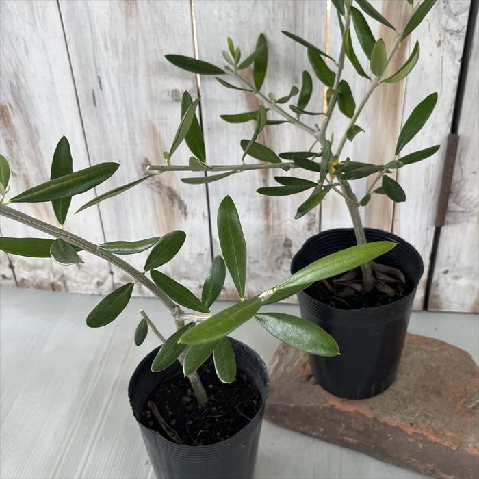 日本花キ流通 オリーブ 苗 レクーレ 10.5cmポット 観葉植物 オリーブの