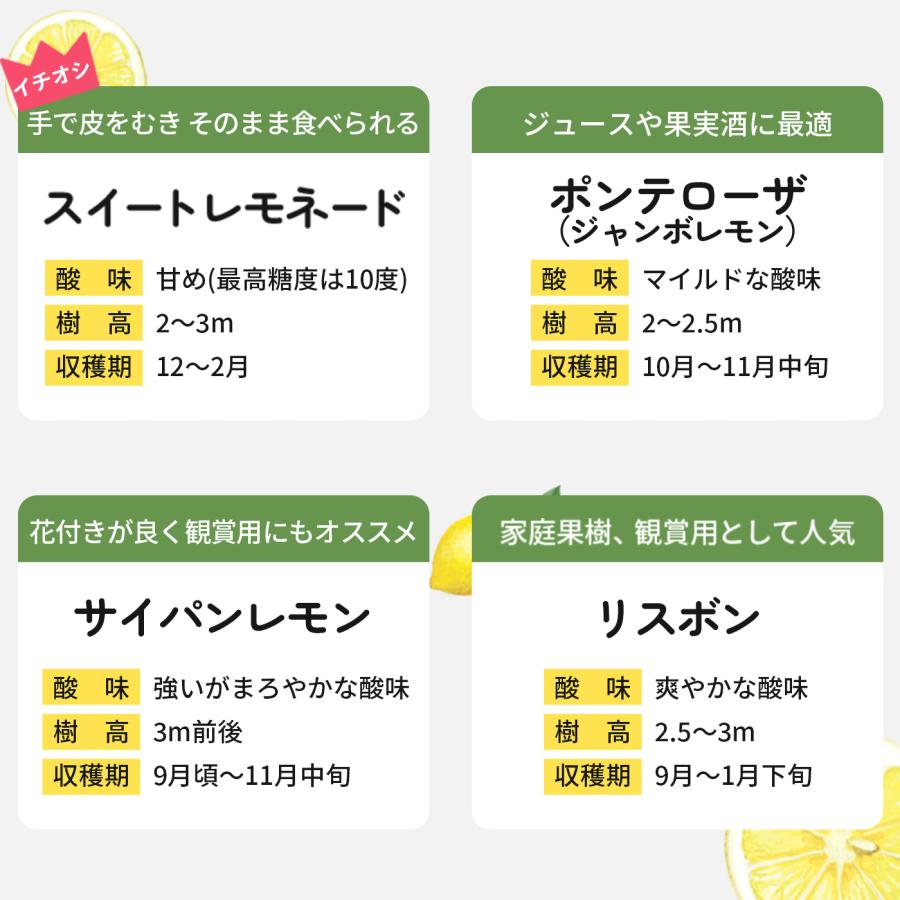日本花キ流通 選べるレモン 苗 9cmポット 檸檬 ポットレモン レモンの