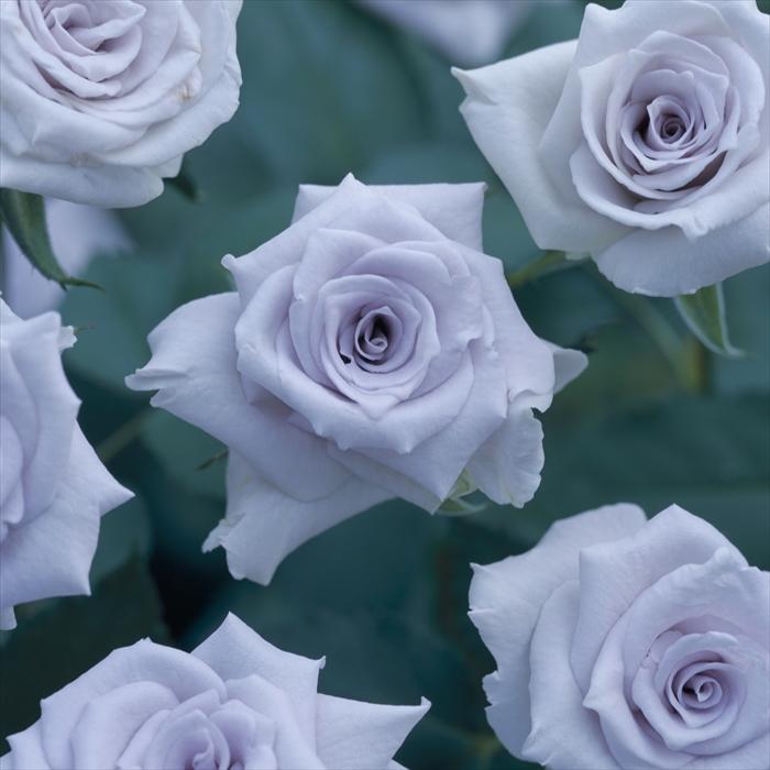 予約販売 バラ苗 バラ大苗 河本バラ園 ブルーヘブン 四季咲き 薔薇