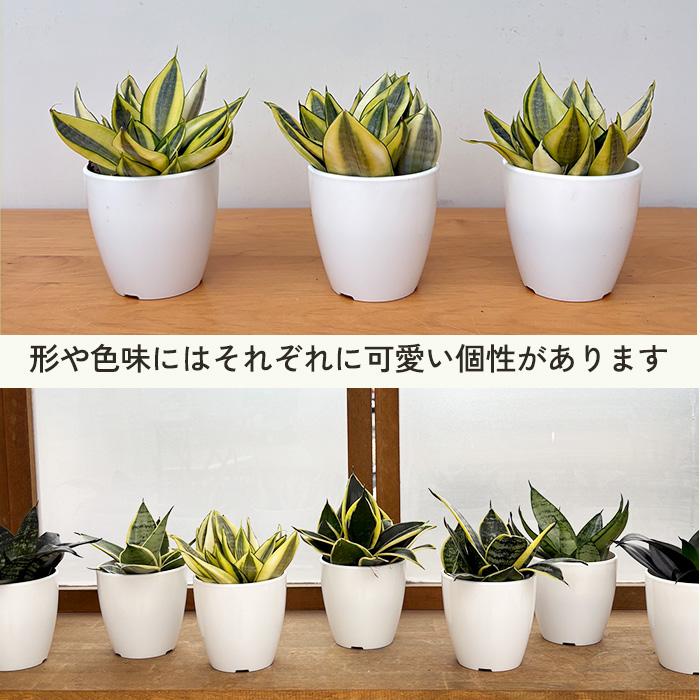 日本花キ流通 観葉植物 cot 選べる サンスベリア ハニー 7品種 3.5号鉢