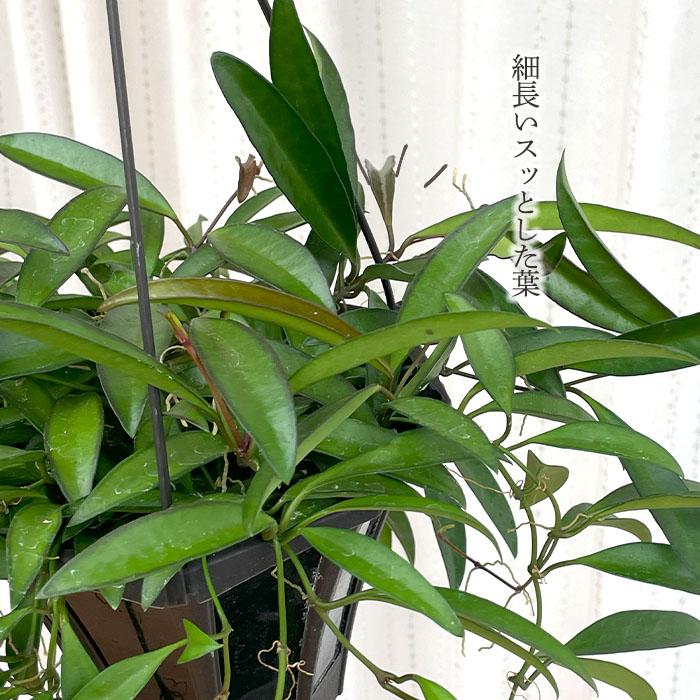 日本花キ流通 【先行予約 P3倍】 観葉植物 ホヤ ロンギフォリア