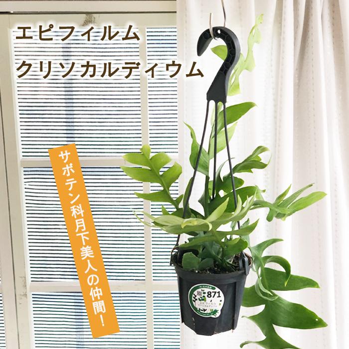 日本花キ流通 観葉植物 エピフィルム クリソカルディウム 4号 吊り鉢