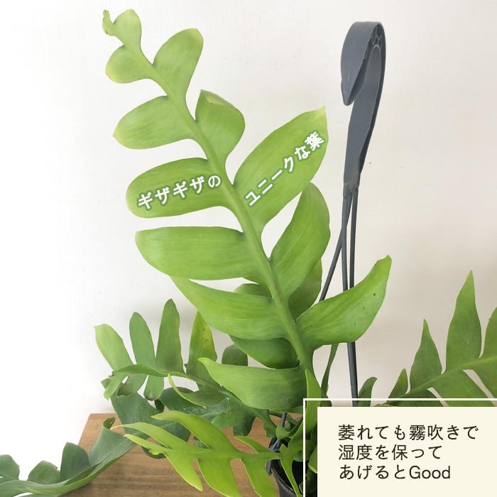 日本花キ流通 観葉植物 エピフィルム クリソカルディウム 4号 吊り鉢