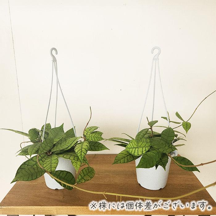 hoya ホヤ フィルラ ロング 4号 日本花キ流通 観葉植物 ホヤ カリストフィラ 4号 吊り鉢 吊り