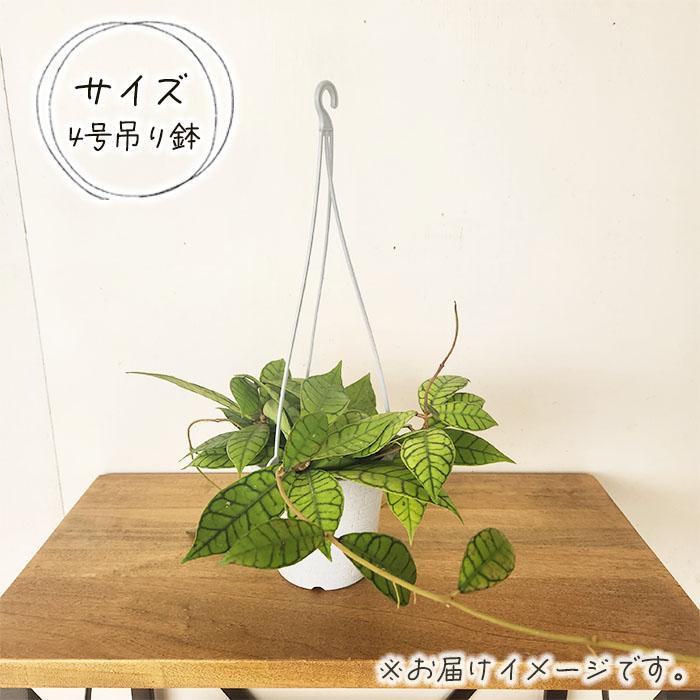 日本花キ流通 予約販売 観葉植物 ホヤ カリストフィラ 4号 吊り鉢 吊り