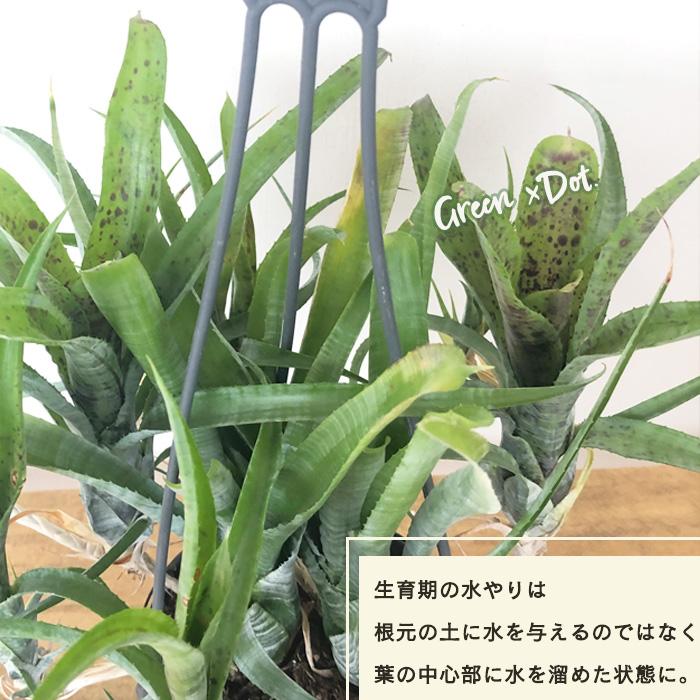 日本花キ流通 観葉植物 ネオレゲリア パウシフローラ 4号 吊り鉢 日本花キ流通 観葉植物 ネオレゲリア パウシフローラ 4号 吊り鉢