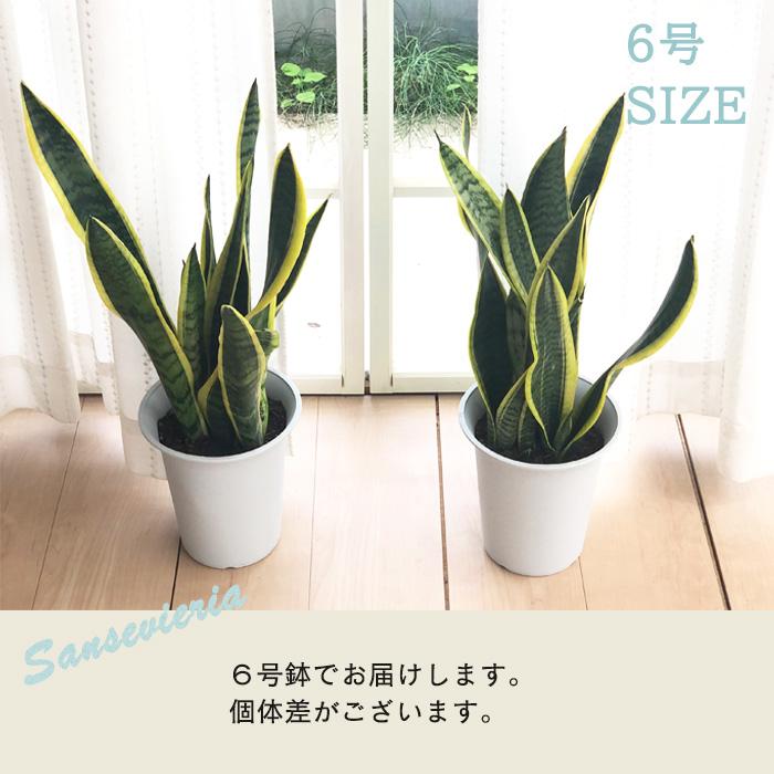 日本花キ流通 観葉植物 ネオレゲリア パウシフローラ 4号 吊り鉢 吊り