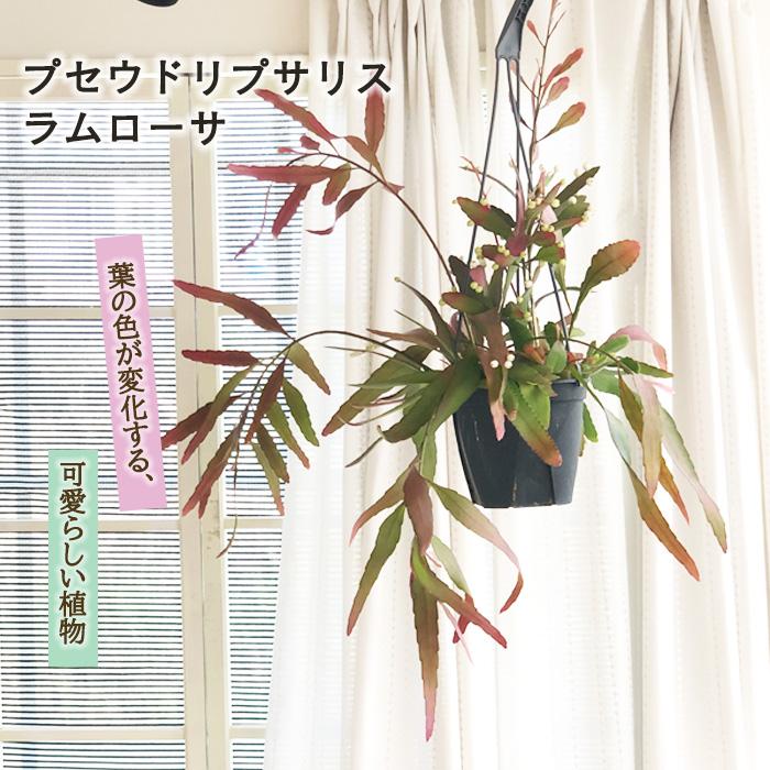 日本花キ流通 観葉植物 プセウドリプサリス ラムローサ 5号 吊り鉢