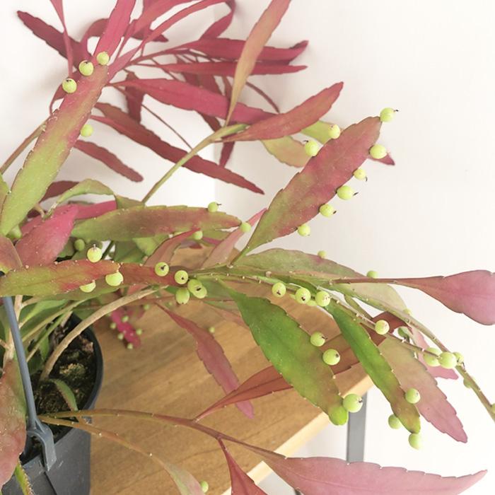日本花キ流通 観葉植物 プセウドリプサリス ラムローサ 5号 吊り鉢