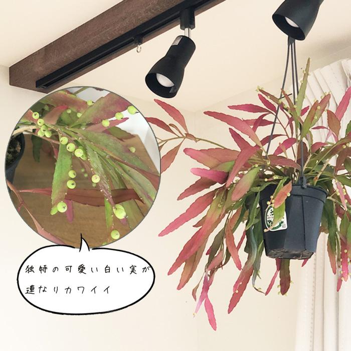 日本花キ流通 観葉植物 プセウドリプサリス ラムローサ 5号 吊り鉢