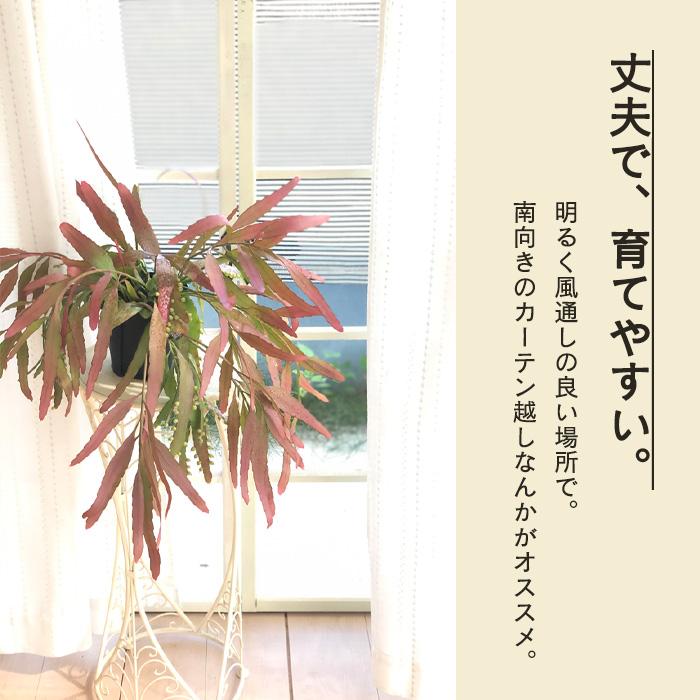 日本花キ流通 観葉植物 プセウドリプサリス ラムローサ 5号 吊り鉢