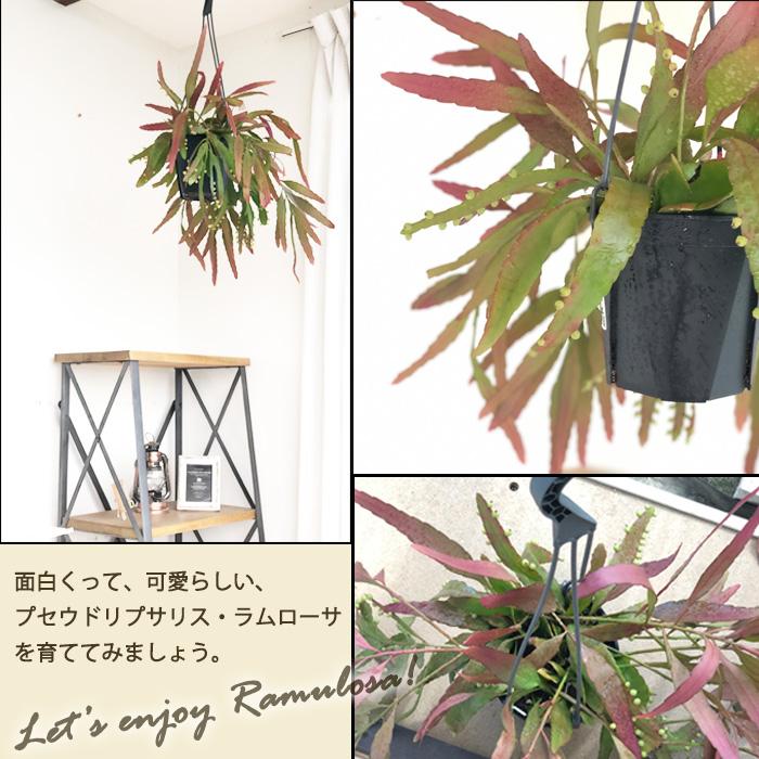 日本花キ流通 観葉植物 プセウドリプサリス ラムローサ 5号 吊り鉢