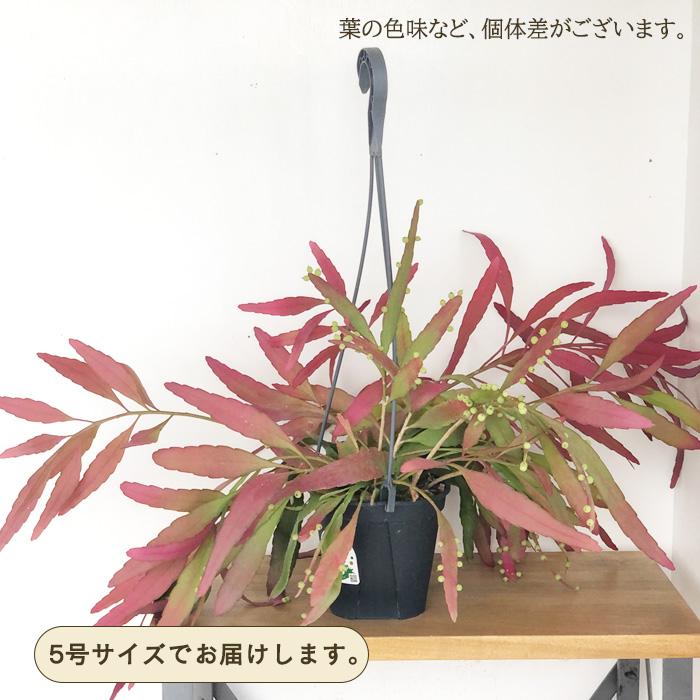 日本花キ流通 観葉植物 プセウドリプサリス ラムローサ 5号 吊り鉢