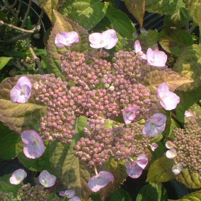 日本花キ流通 山アジサイ 甘茶 9cmポット 苗 花苗 苗木 山あじさい