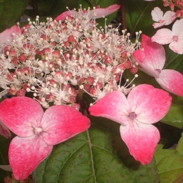 日本花キ流通 予約販売 山アジサイ 紅 9cmポット 苗 花苗 苗木 山