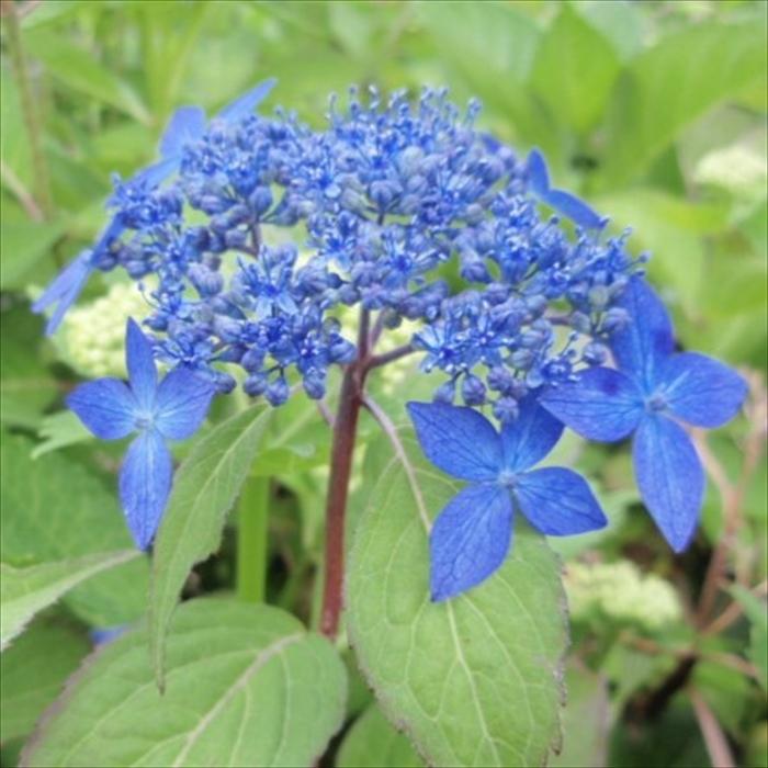 日本花キ流通 山アジサイ 千姫 9cmポット 苗 花苗 苗木 山あじさい