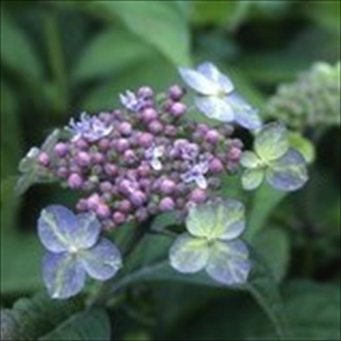 日本花キ流通 予約販売 山アジサイ 緑風 9cmポット 苗 花苗 苗木 山
