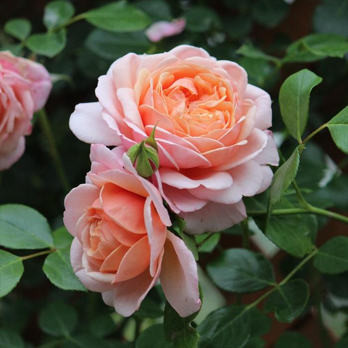 バラ苗 バラ大苗 ギヨー エリザベススチュワート 四季咲き 薔薇 ばら