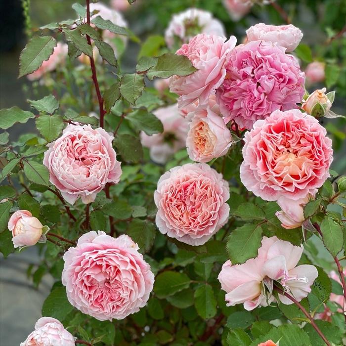 バラ　大苗 レア バラ苗 バラ大苗 ドミニク・マサド ジェフアーティスト 返り咲き 薔薇