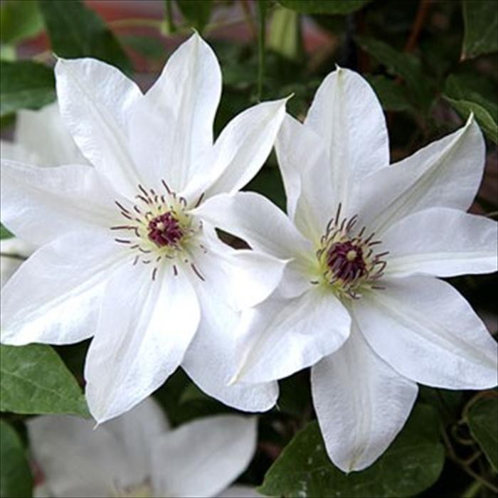 クレマチス パテンス八重系 (早咲き大輪系) ラナ １苗 2025秋 新作♡ クレマチス パテンス八重系 (早咲き大輪系) ラナ 1苗 2025秋 新品種