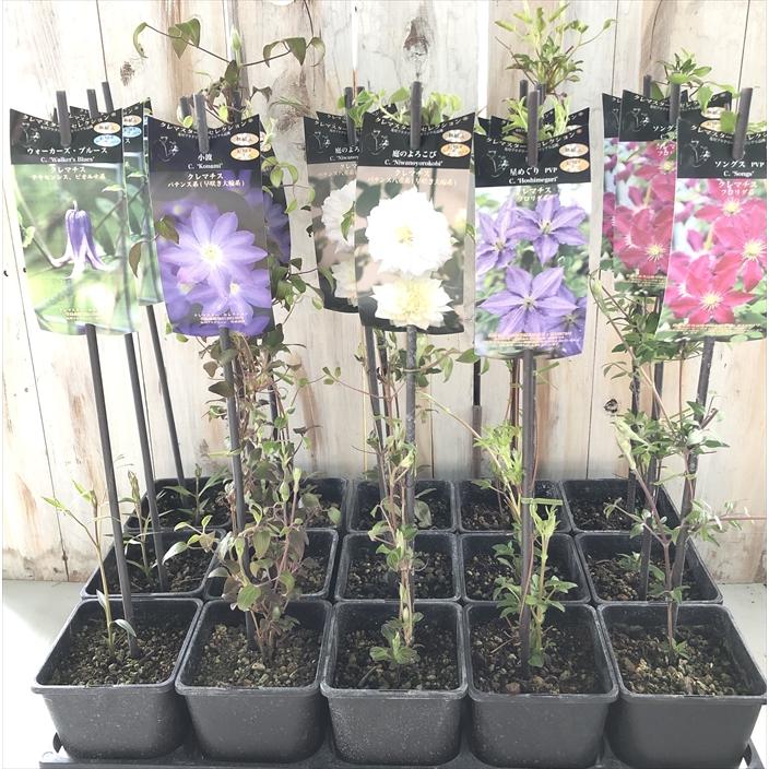 予約販売 クレマチス 苗 ピンクレディー パテンス系 早咲き大輪系 2