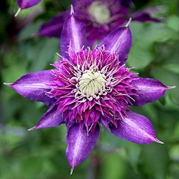 まもなく締め切り】 予約販売 クレマチス 苗 紫子丸 フロリダ系 2年生