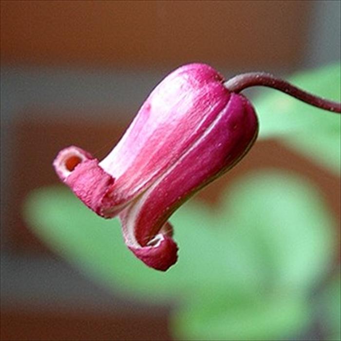 予約販売 クレマチス 苗 茜の壺 テキセンシス ビオルナ系 2年生苗 4.5