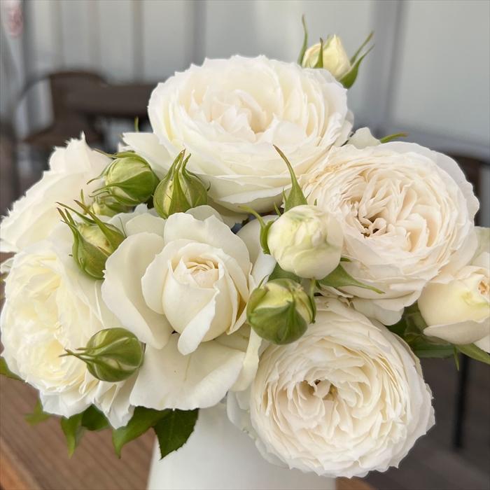 予約販売 バラ苗 バラ大苗 京阪園芸 スノートワ 四季咲き 薔薇 ばら