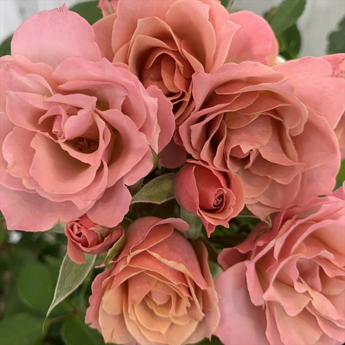 バラ苗 バラ大苗 京阪園芸 銘仙(めいせん) 四季咲き 薔薇 ばら バラ苗 バラ大苗 京阪園芸 銘仙(めいせん) 四季咲き 薔薇 ばら