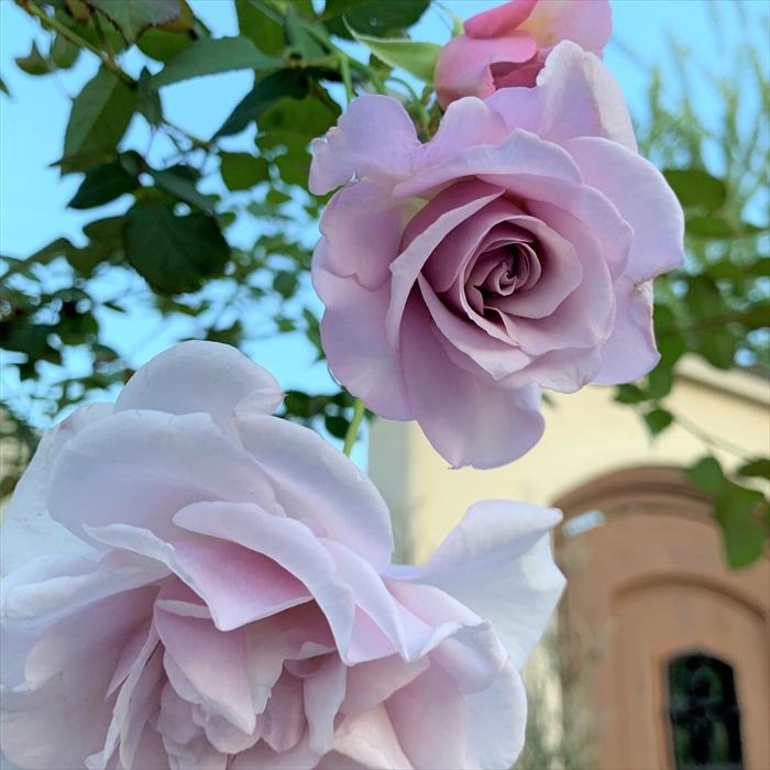 予約販売 バラ苗 バラ大苗 京阪園芸 シルフィシルフィ 四季咲き 薔薇