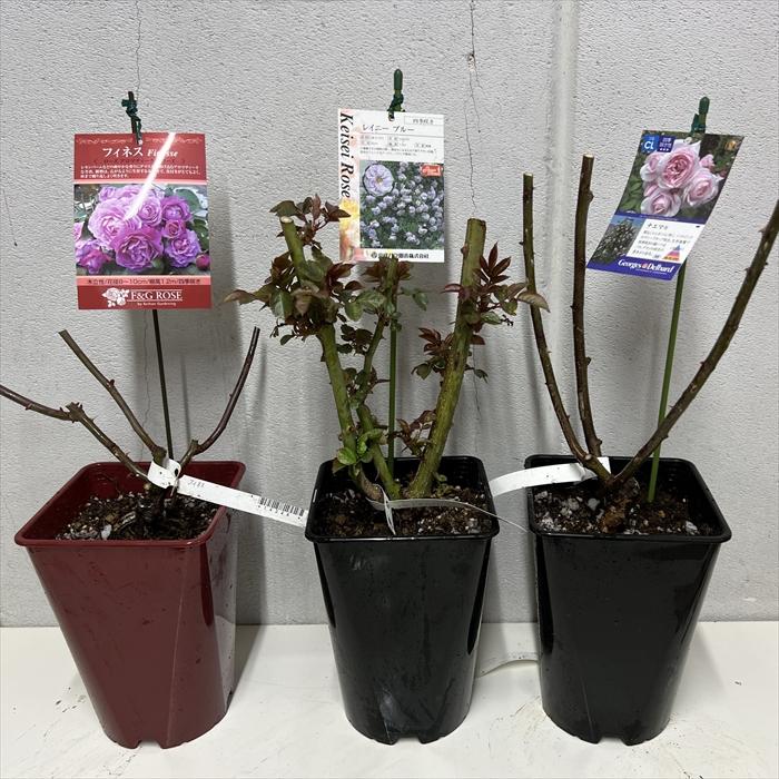 予約販売 バラ苗 バラ大苗 京阪園芸 シルフィシルフィ 四季咲き 薔薇