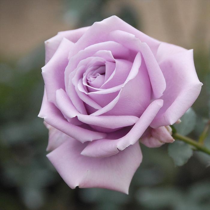 予約販売 バラ苗 バラ大苗 京阪園芸 藤娘（ふじむすめ） 四季咲き 薔薇