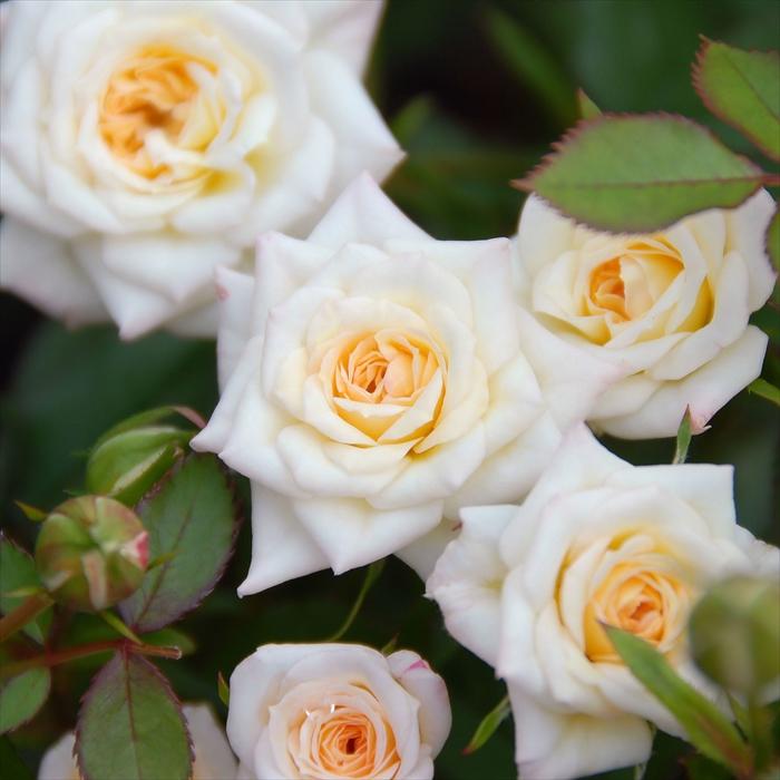 予約販売 バラ苗 バラ大苗 京阪園芸 ミルキーウェイ 四季咲き 薔薇