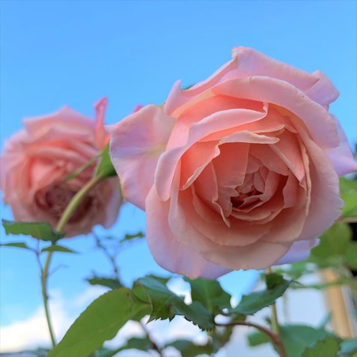 予約販売 バラ苗 バラ大苗 京阪園芸 あきつしま 四季咲き 薔薇 ばら