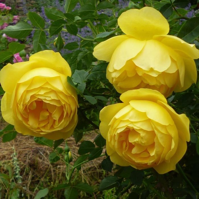 予約販売 バラ苗 バラ大苗 京阪園芸 ルミエール 四季咲き 薔薇 ばら
