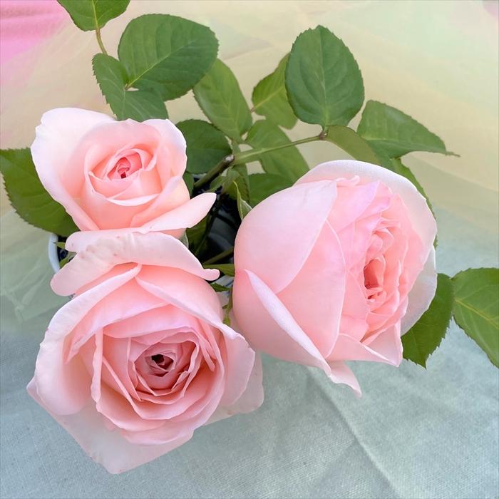 予約販売 バラ苗 バラ大苗 京阪園芸 さくらいろ 四季咲き 薔薇 ばら