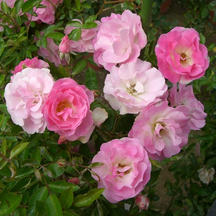 予約販売 バラ苗 バラ大苗 確実園 スプリングパル 四季咲き 薔薇 ばら