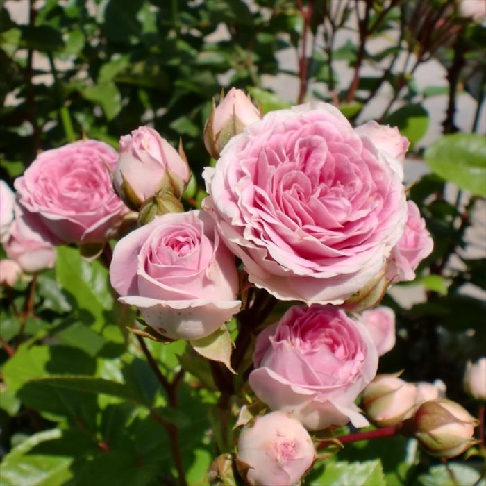 予約販売 バラ苗 バラ大苗 確実園 ハナグルマ 四季咲き 薔薇 ばら 送料
